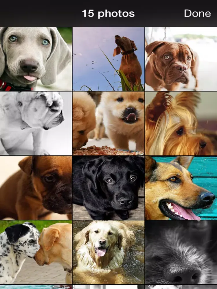 99 Wallpaper.s - Beautiful Backgrounds and Pictures of Dogs and Puppies iPad  স্ক্রিনশট
