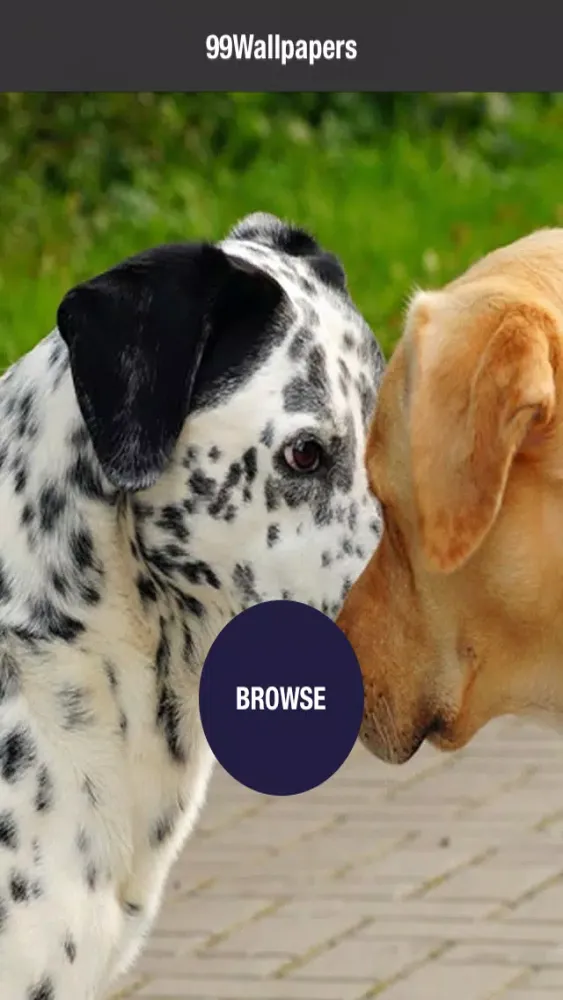 99 Wallpaper.s - Beautiful Backgrounds and Pictures of Dogs and Puppies স্ক্রিনশট