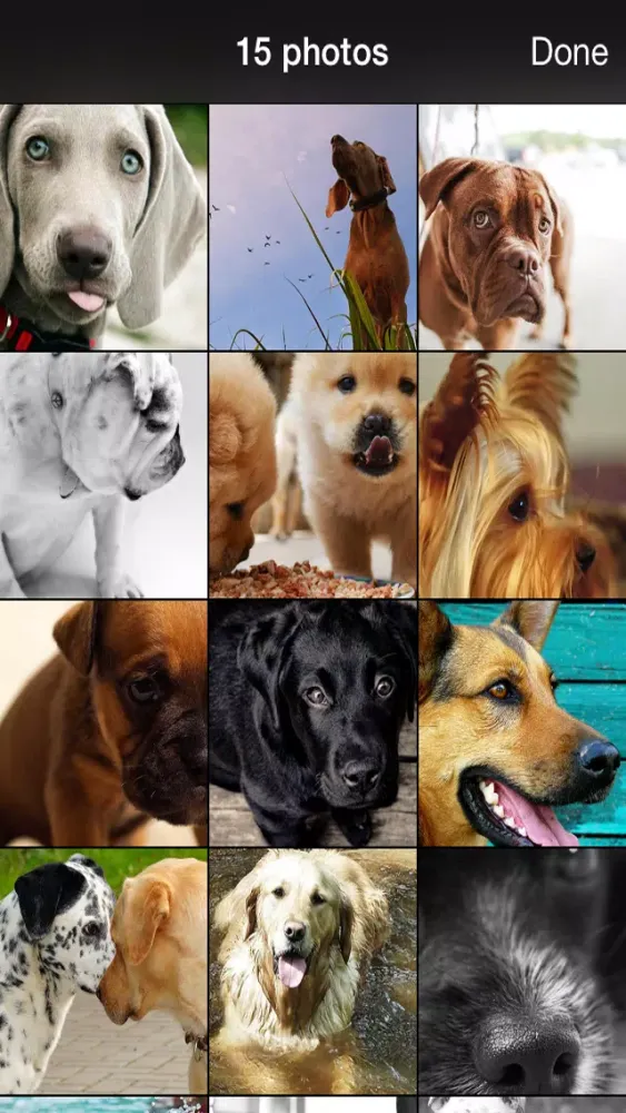 99 Wallpaper.s - Beautiful Backgrounds and Pictures of Dogs and Puppies স্ক্রিনশট
