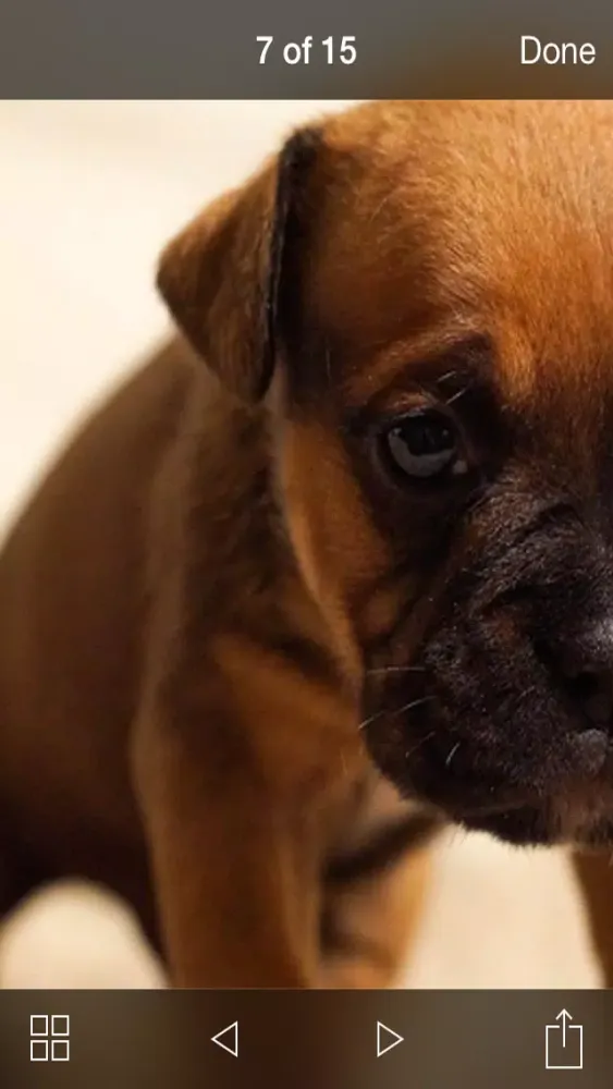 99 Wallpaper.s - Beautiful Backgrounds and Pictures of Dogs and Puppies স্ক্রিনশট