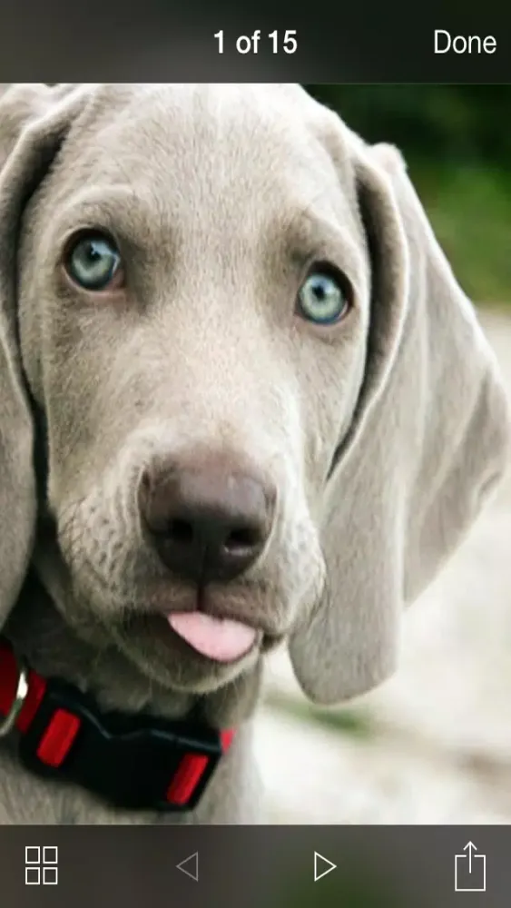 99 Wallpaper.s - Beautiful Backgrounds and Pictures of Dogs and Puppies স্ক্রিনশট