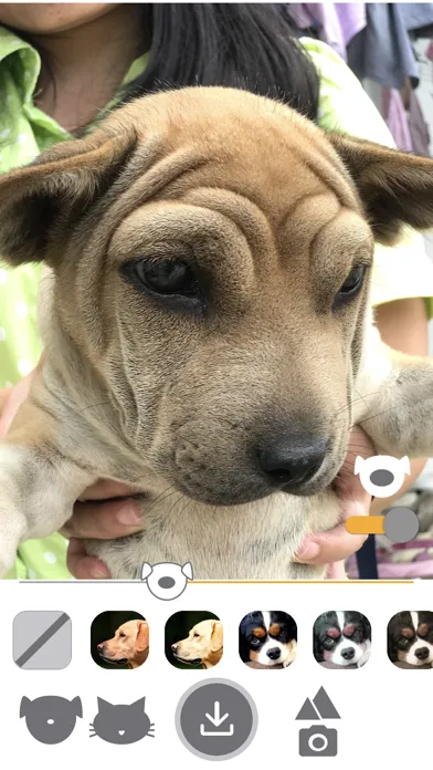 PetEasy - Dog Cat Pet Filter Screenshots