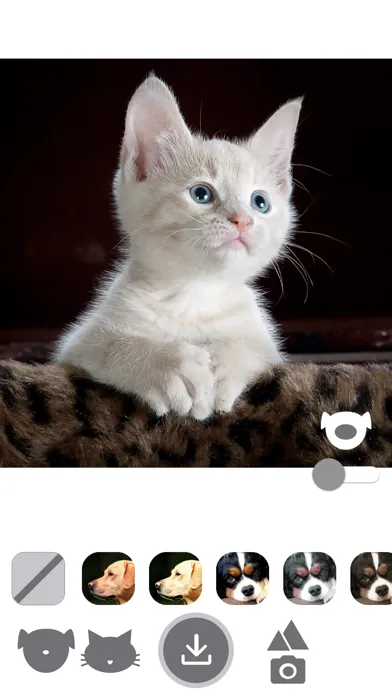 PetEasy - Dog Cat Pet Filter Screenshots