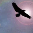 Shamanic Journey Drumming - Frauke Rotwein Shamanic Journey Drumming - Frauke Rotwein
