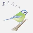 Bird Song ID (UK)