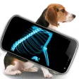 Simulator X-Ray Pet