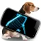 Simulator X-Ray Pet