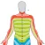 Dermatome Map and Tuning Fork