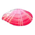 A-B-Seashells 2