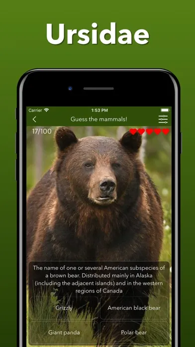 Скриншоты Animals Kingdom: Zoo Wild Quiz