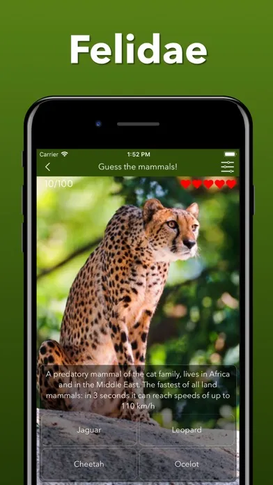 Скриншоты Animals Kingdom: Zoo Wild Quiz