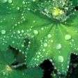 Heilkräuter aus der Natur Heilkräuter aus der Natur