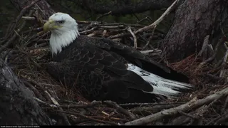 تصاویر Bald Eagle Cams