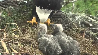 تصاویر Bald Eagle Cams
