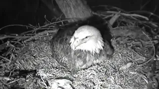 تصاویر Bald Eagle Cams