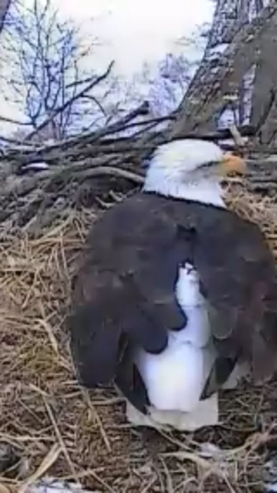 تصاویر Bald Eagle Cams