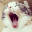 猫叫狗叫模拟 - 动物宠物叫声大全 猫叫狗叫模拟 - 动物宠物叫声大全