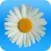 Marguerite