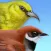 iBird Hawaii & Palau Guide