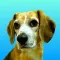 Beagle Dog Life