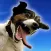 Prank My Pet