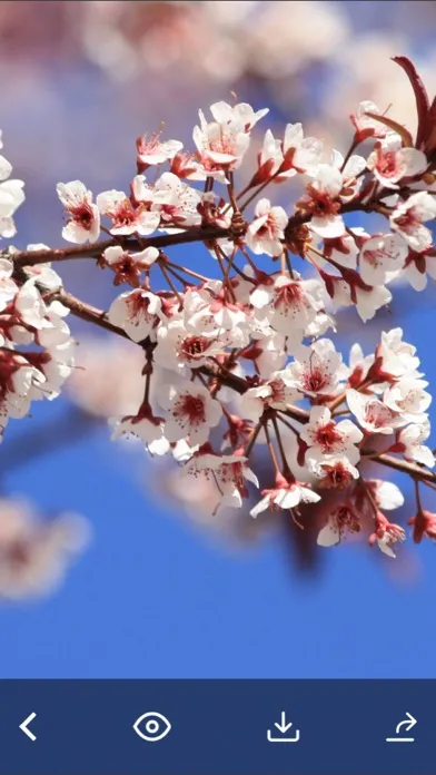 Flowers HD Wallpaper - Great Collection Screenshots