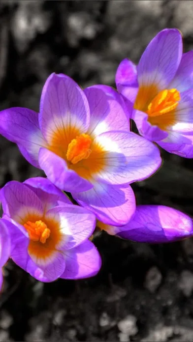 Flowers HD Wallpaper - Great Collection Screenshots