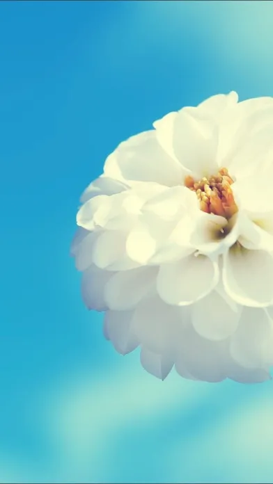 Flowers HD Wallpaper - Great Collection Screenshots