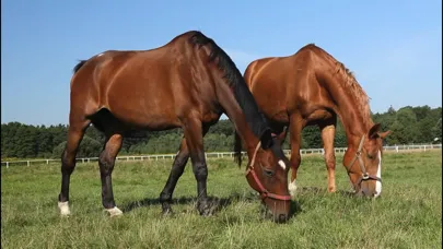 Capturas de pantalla de Video Touch - Animals