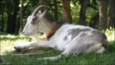 Capturas de pantalla de Video Touch - Animals