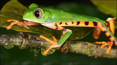 Capturas de pantalla de Video Touch - Animals