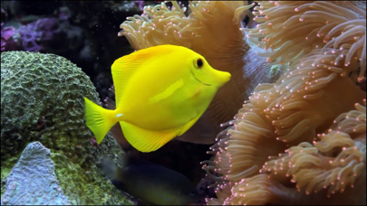 Video Touch - Sea Life Screenshots