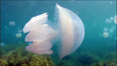 Video Touch - Sea Life Screenshots