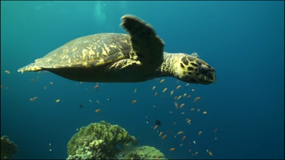 Video Touch - Sea Life Screenshots