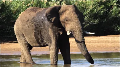 Zrzuty ekranu Video Touch - Wild Animals