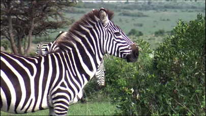 Zrzuty ekranu Video Touch - Wild Animals