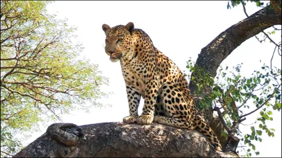 Zrzuty ekranu Video Touch - Wild Animals