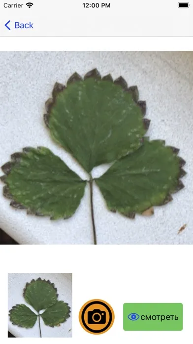 StrawberryX应用截图