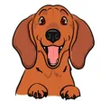 Adorable Weenie Dachshund Dog