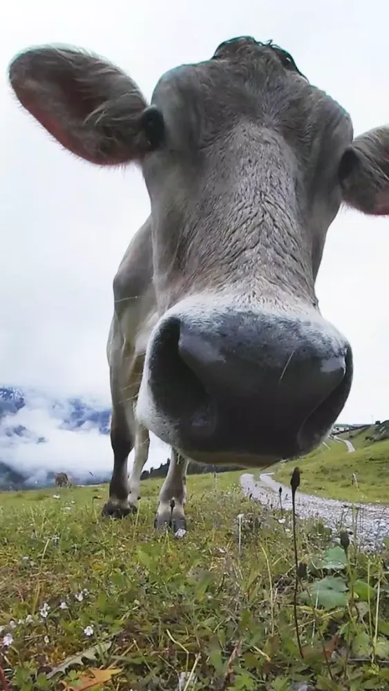 VR Kissed by Cow and Sheep Virtual Reality 360應用截圖