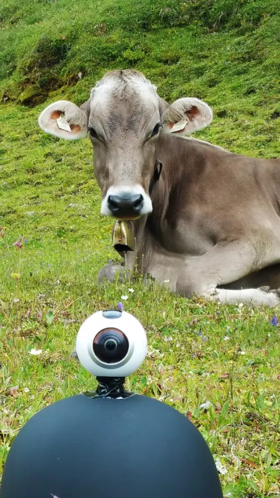 VR Kissed by Cow and Sheep Virtual Reality 360應用截圖