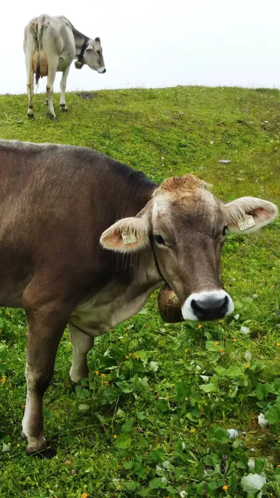 VR Kissed by Cow and Sheep Virtual Reality 360應用截圖