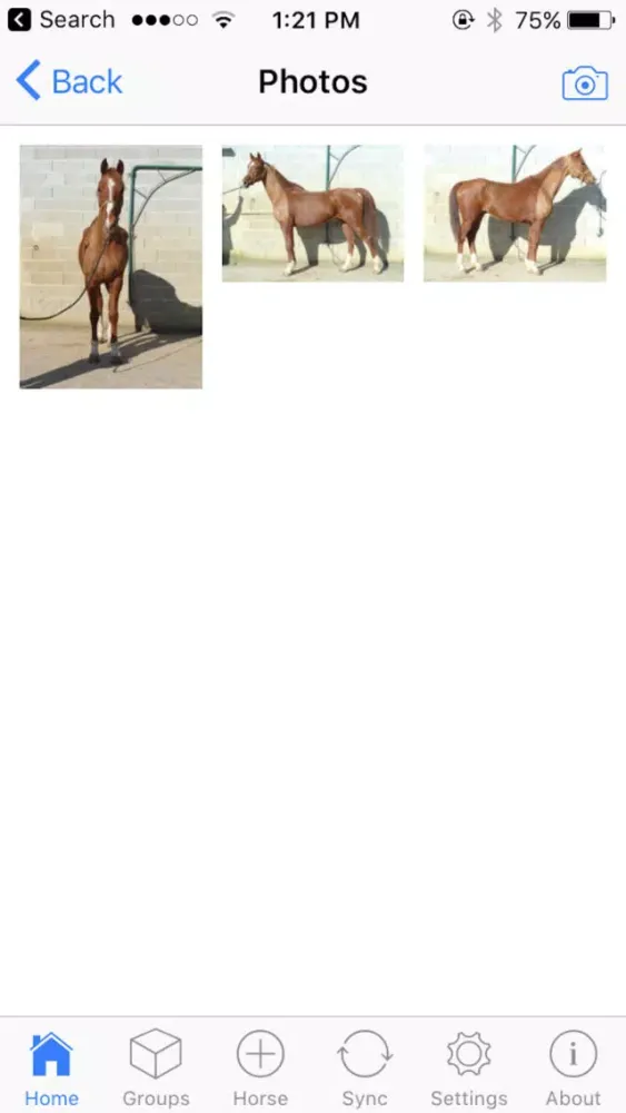 ภาพหน้าจอของ Horse Academy