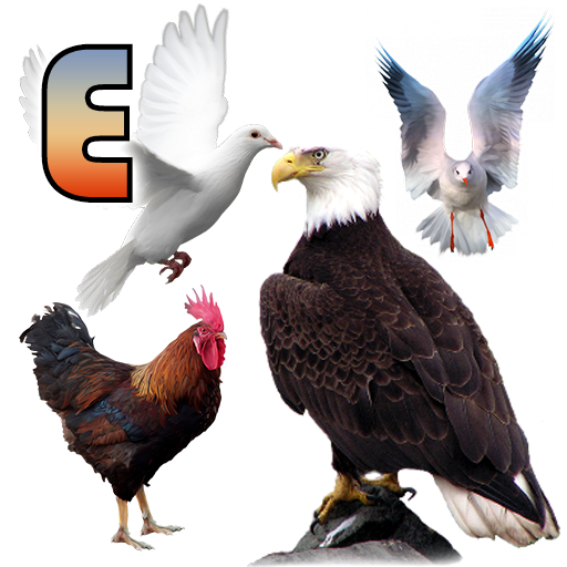 Birds Name: Learn & Listen Birds Name: Learn & Listen