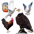 Birds Name: Learn & Listen
