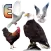 Birds Name: Learn & Listen