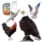 Birds Name: Learn & Listen