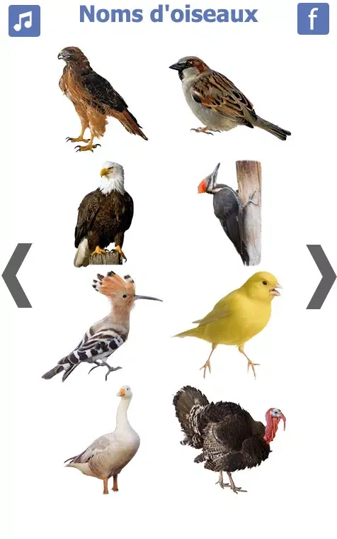 les noms des oiseaux avec phot स्क्रीनशॉट