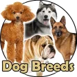 Dog Breeds