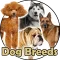 Dog Breeds